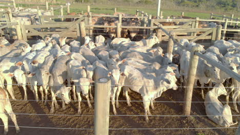 oxen confined to wooden stables