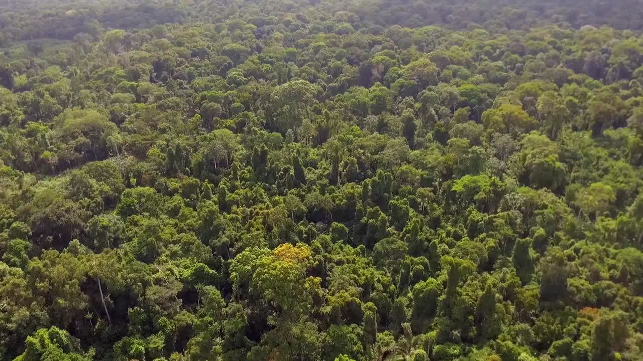 열대우림, 나무와 식물 위, 화창한 날, 낭가 에보코 정글, 오뜨-사나가, 남부 카메룬에서 공중 드론 보기