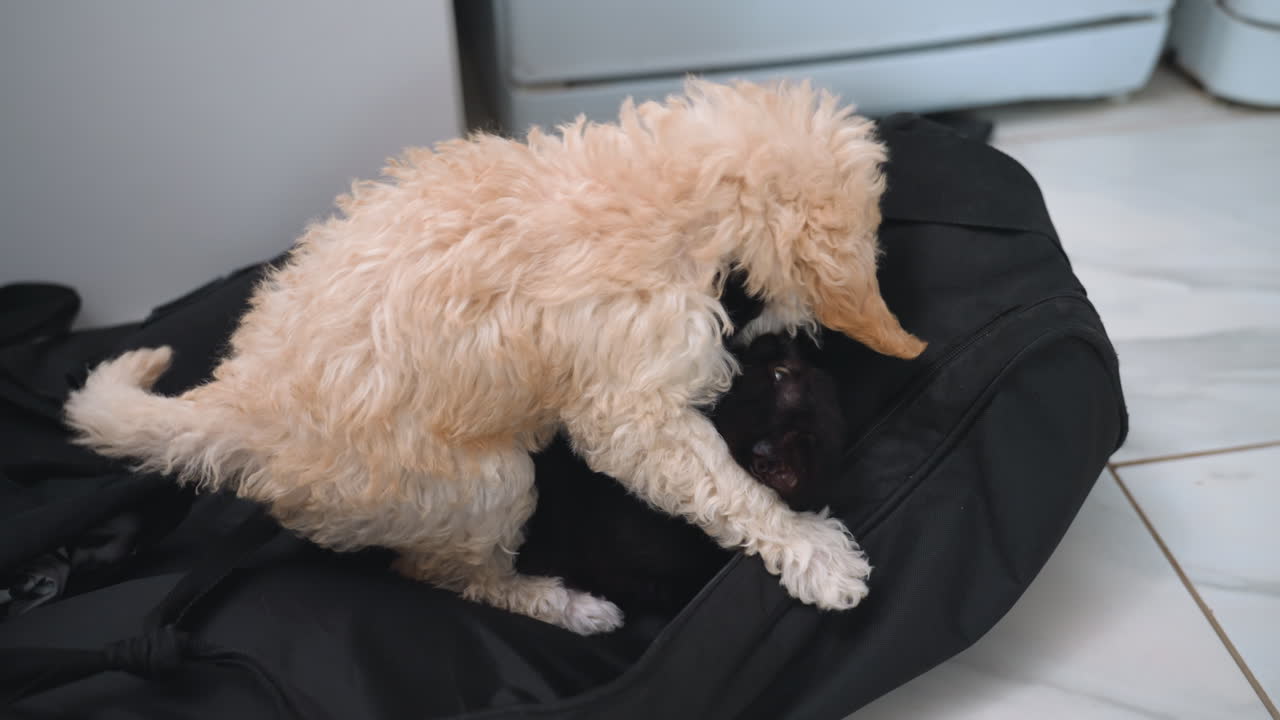 Curly puli puppy playfully pawing at russian blue kitten inside black bag, indoor kitchen floor setting, soft fur contrast, dynamic pet interaction moment, curious gaze and friendly vibe