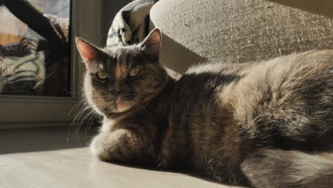 un gato de tres colores sin raza, yace en el suelo al sol.