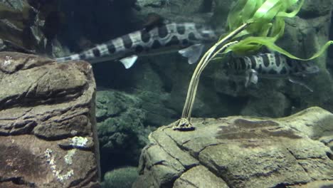 blue fish discus swimming in aquarium