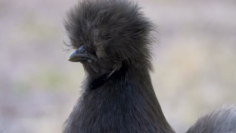 extreme closeup of a silkie chicken with blurred out background