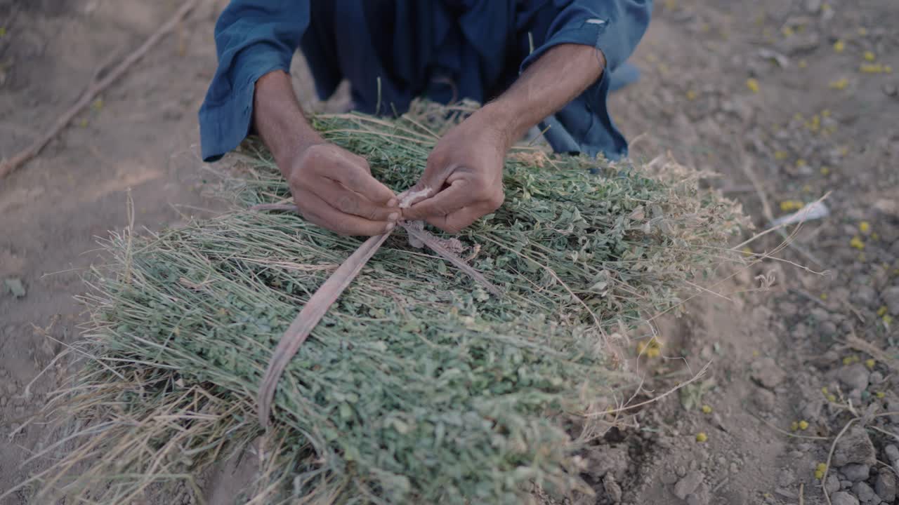 En landmand binder et bundt kikærteplanter i en landsby i Pakistan.