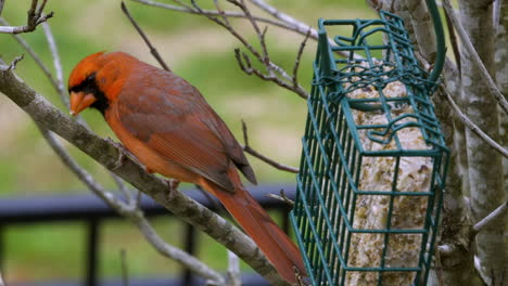 Cardenal-Norteño-Macho-Comiendo-Del-Alimentador-De-Sebo-Y-Frotando-El-Pico-En-Una-Rama-Pequeña,-A-Fines-Del-Invierno-En-Carolina-Del-Sur