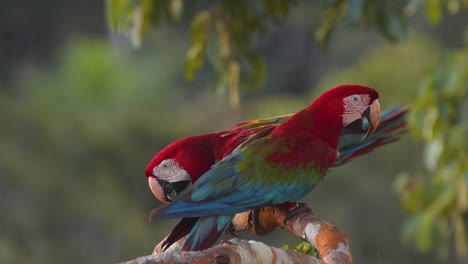 green winged macaw pair perched in peru’s rainforest, showing affection with allopreening in the soft mesmerizing glow of the jungle.