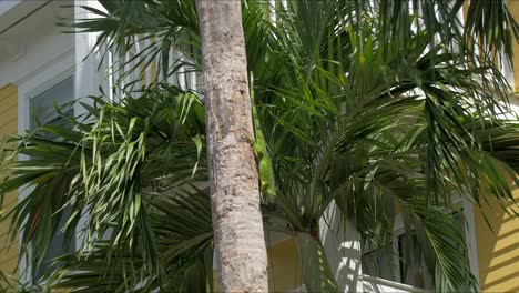 iguana races down tropical palm tree with grasped claws