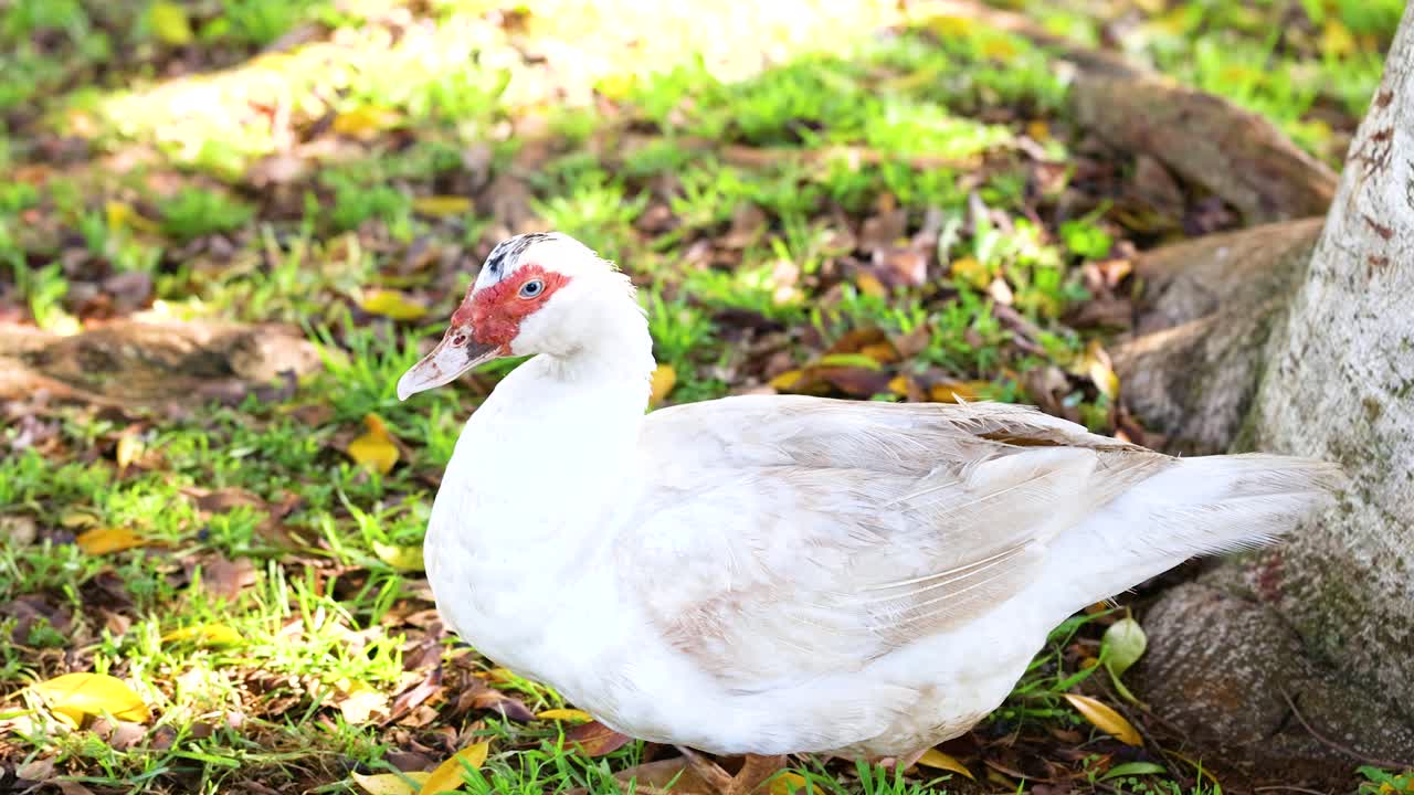 A Muscovy duck leisurely walks on grass near a tree in bright daylight at Byron Bay, Australia