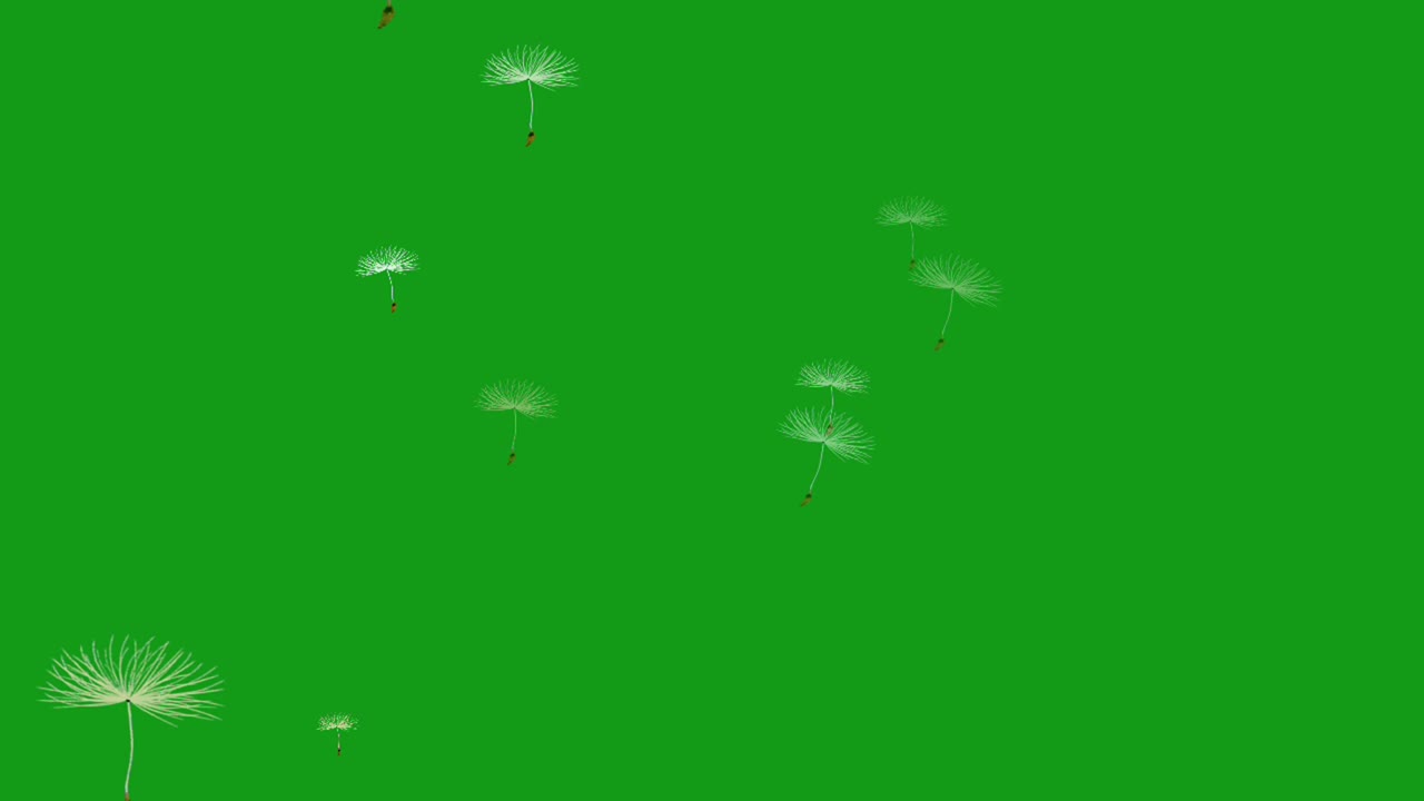 작은  꽃을 불어넣는 녹색 화면 모션 그래픽