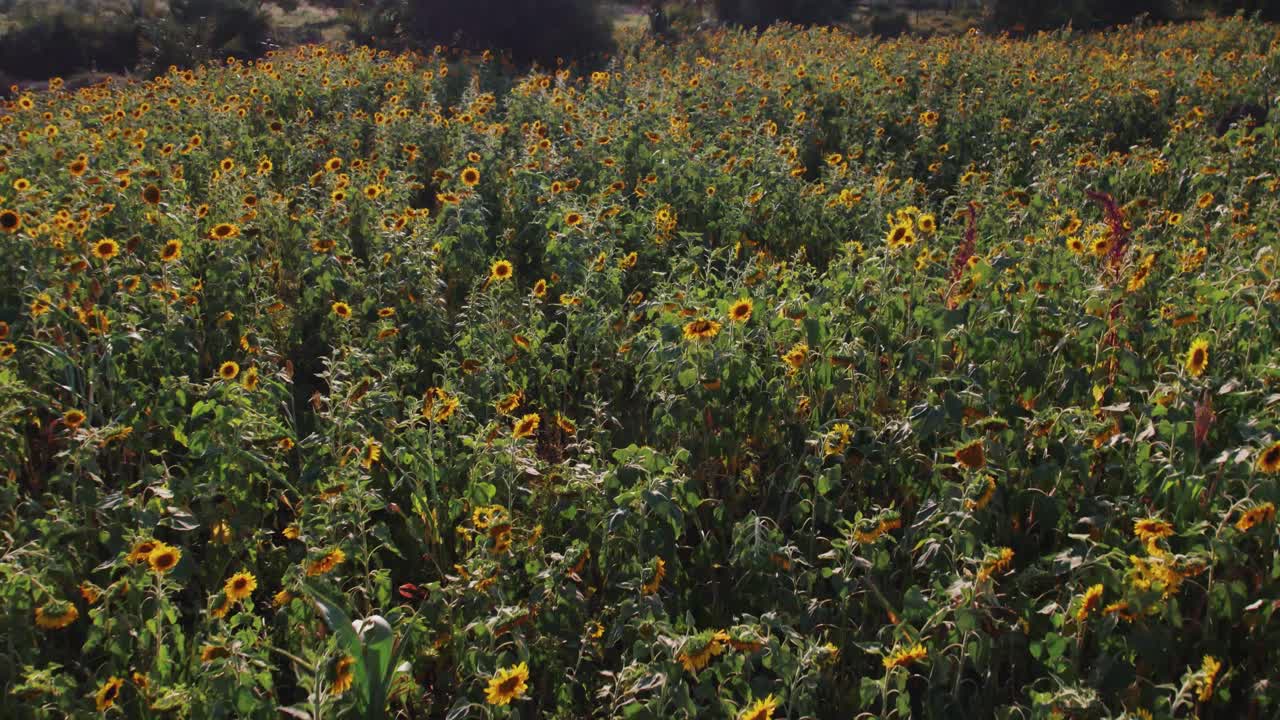 Campo di girasoli al tramonto con foglie verdi rigogliose in una fattoria in Africa
