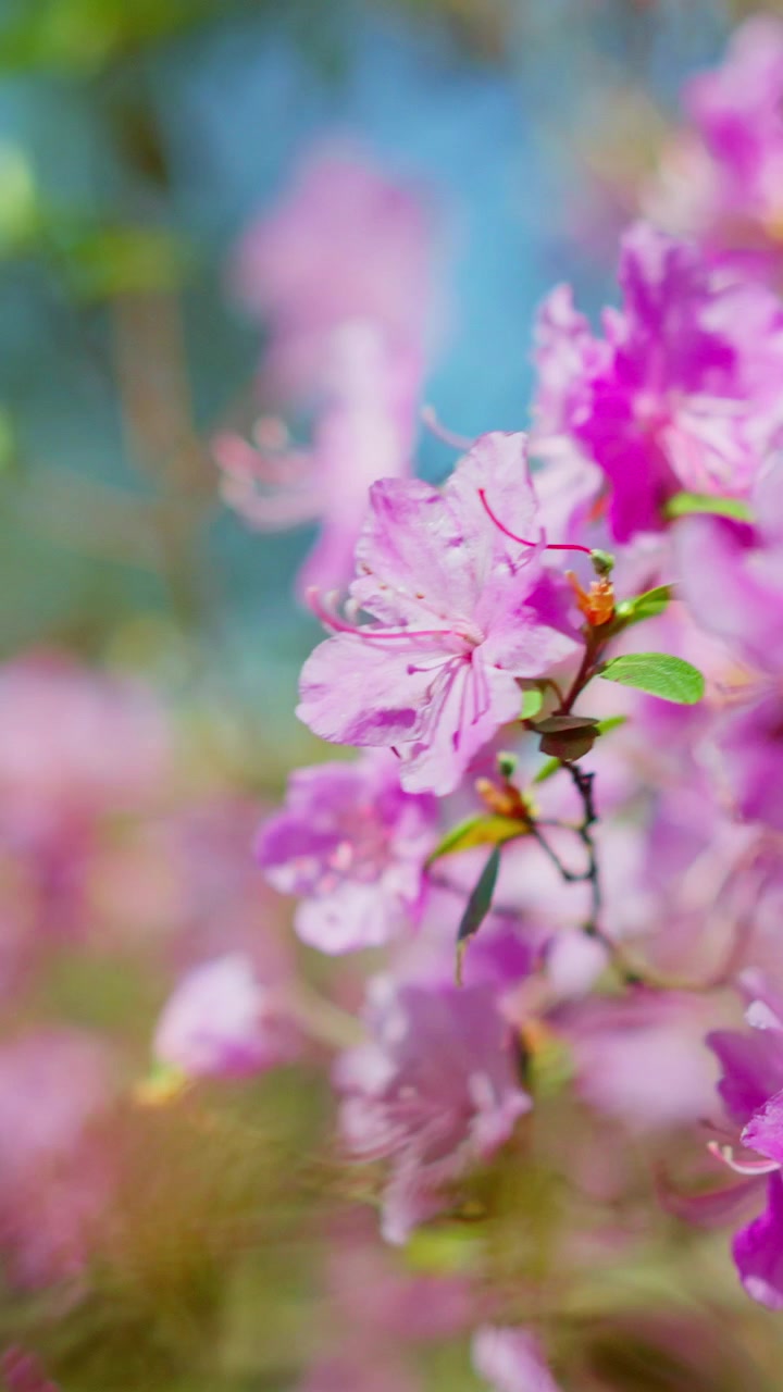 Soft pink blossoms sway gently in the breeze. Petals glow with spring's tender light against a blurred blue sky. Tiny yellow stamens peek through delicate petals