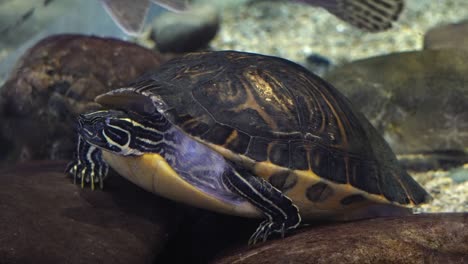 sleepy turtle standing on stones in danuri aquarium, south korea