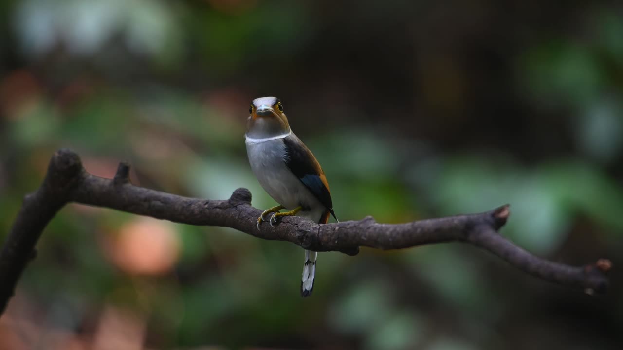 A female perched on a branch with food in the mouth and the male arrives then she takes off to deliver, Silver-breasted Broadbill, Serilophus lunatus, Kaeng Krachan National Park, Thailand
