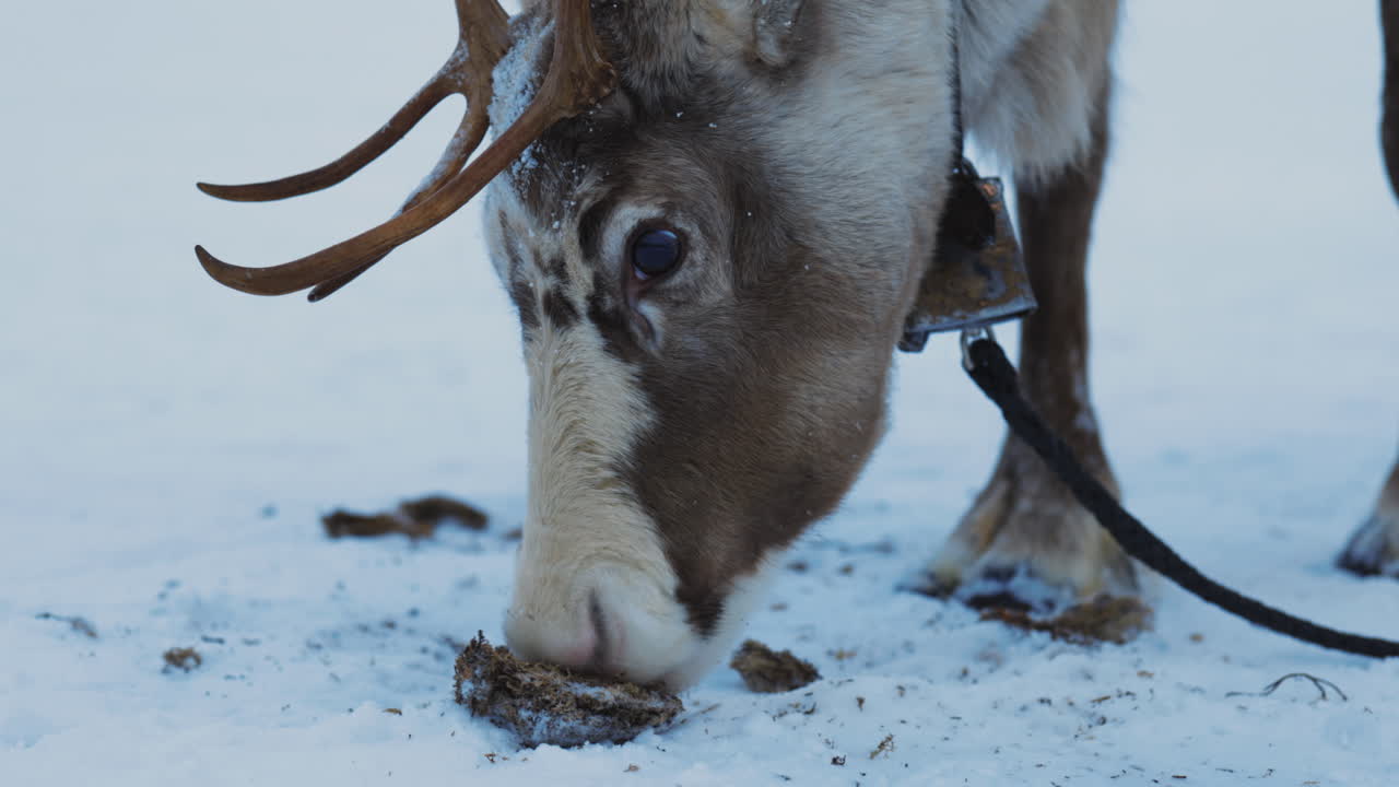 Adult Norbotten reindeer grazing for lichen close up in snowy Swedish Lapland woodland