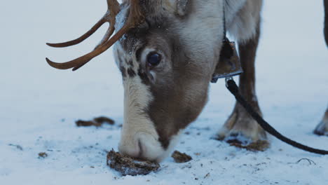 Ausgewachsenes-Norbotten-rentier,-Das-Nach-Flechten-Weidet,-Hautnah-Im-Schneebedeckten-Schwedisch-lappland-wald