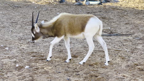 Eine-Babyantilope,-Die-Auf-Der-Suche-Nach-Nahrung-Durch-Den-Sand-Schlendert