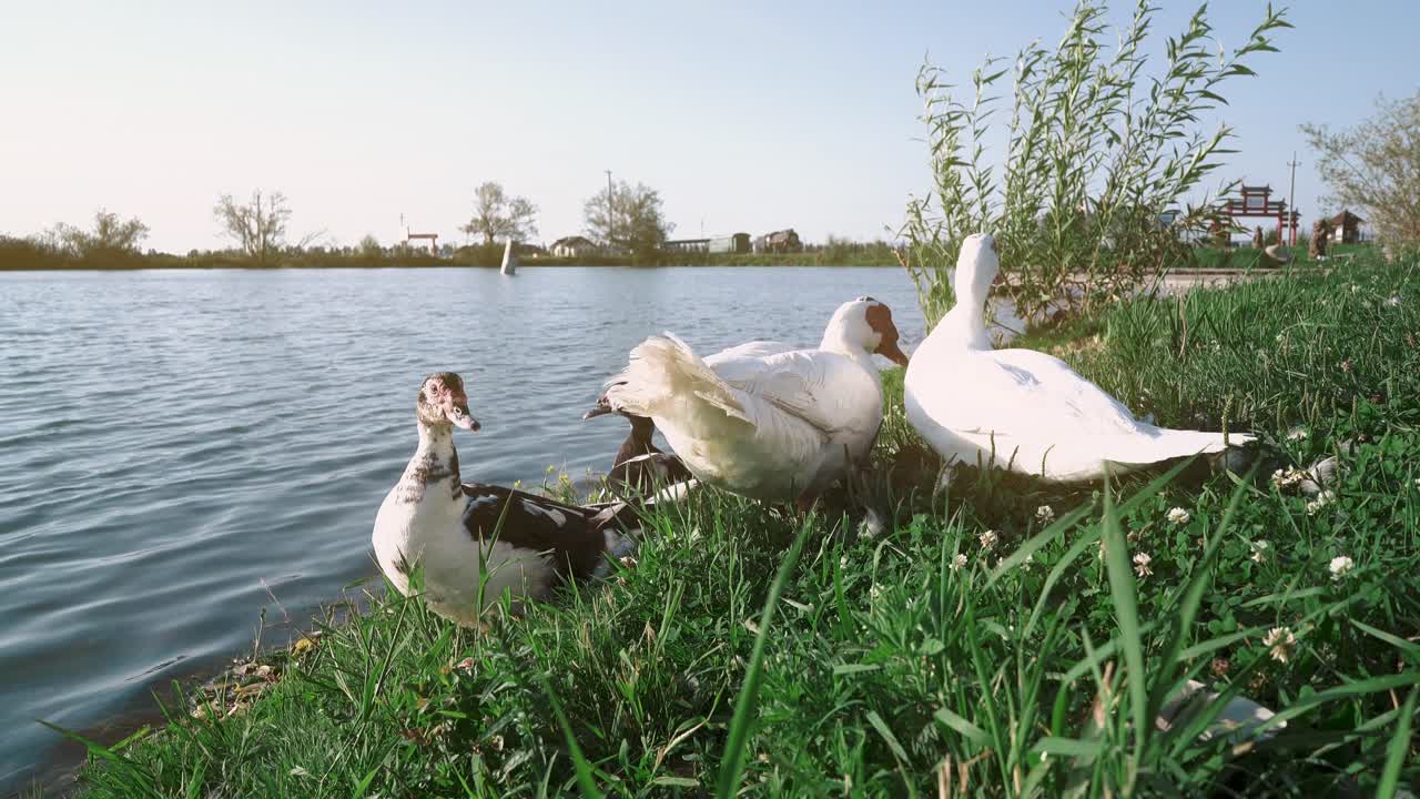 gansos caminan a lo largo de la orilla del lago en la hierba durante la puesta de sol