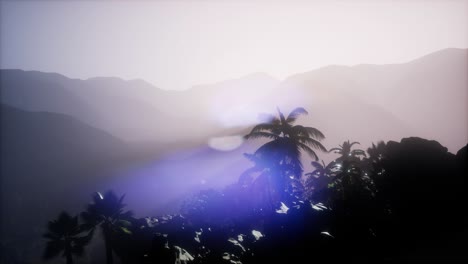 los rayos del atardecer a través de las palmeras