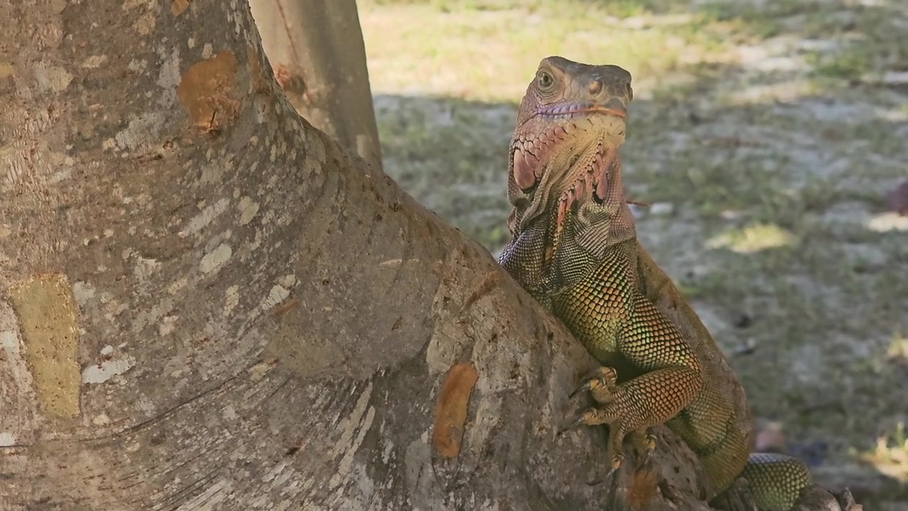 Iguana verde camuflada en un árbol junto a la playa, con espalda espinosa, cola rayada, escamas texturizadas, corteza pálida, suelo arenoso, hojas caídas y un fondo de complejo turístico tropical soleado