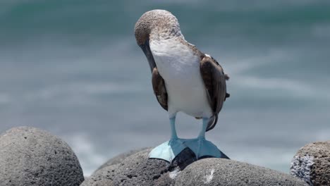 A blue-footed boobies in the Gal&aacute;pagos Islands with bright blue feet scratches its head with its foot on the beach with the sea in the background on Santa Cruz Island