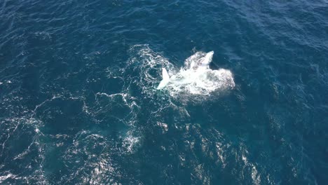 La-Ballena-Jorobada-Acostada-De-Costado-Levanta-Una-Larga-Aleta-Pectoral-En-El-Aire-Y-La-Arroja-De-Regreso-A-La-Superficie-Con-Un-Fuerte-Chapoteo.