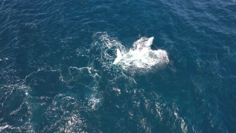humpback whale lying on it’s side raises a long pectoral fin into the air and slams it back to the surface with a loud splash
