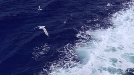 toma en cámara lenta de un grupo de gaviotas, volando junto a un ferry a 120 fps