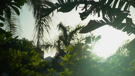 休暇先の熱帯植物の葉を通して輝く太陽