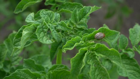 las hembras del escarabajo de la patata de colorado son muy prolíficas y son capaces de poner más de 500 huevos en un período de 4 a 5 semanas