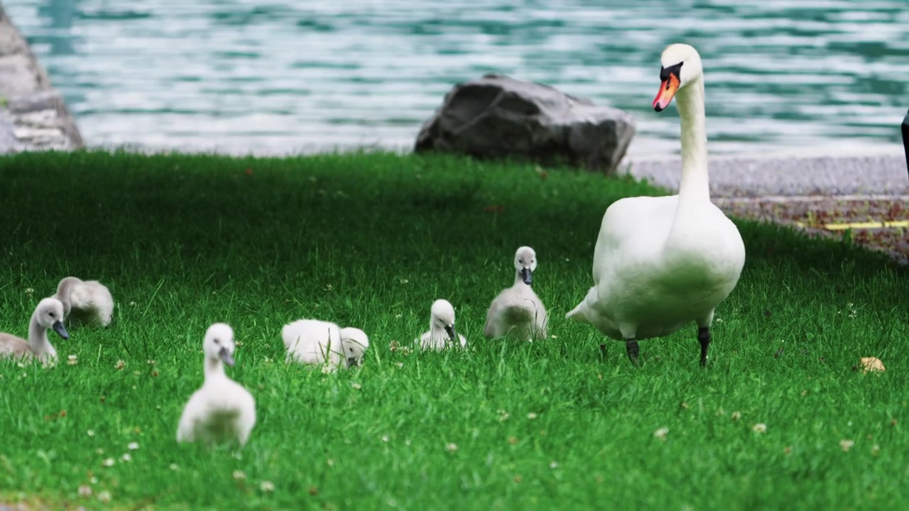 İsviçre'nin Walenstadt yakınlarındaki Walensee Gölü kıyısında yavrularıyla yürüyen dilsiz kuğu, yaban hayatı, aile ve doğa manzarası