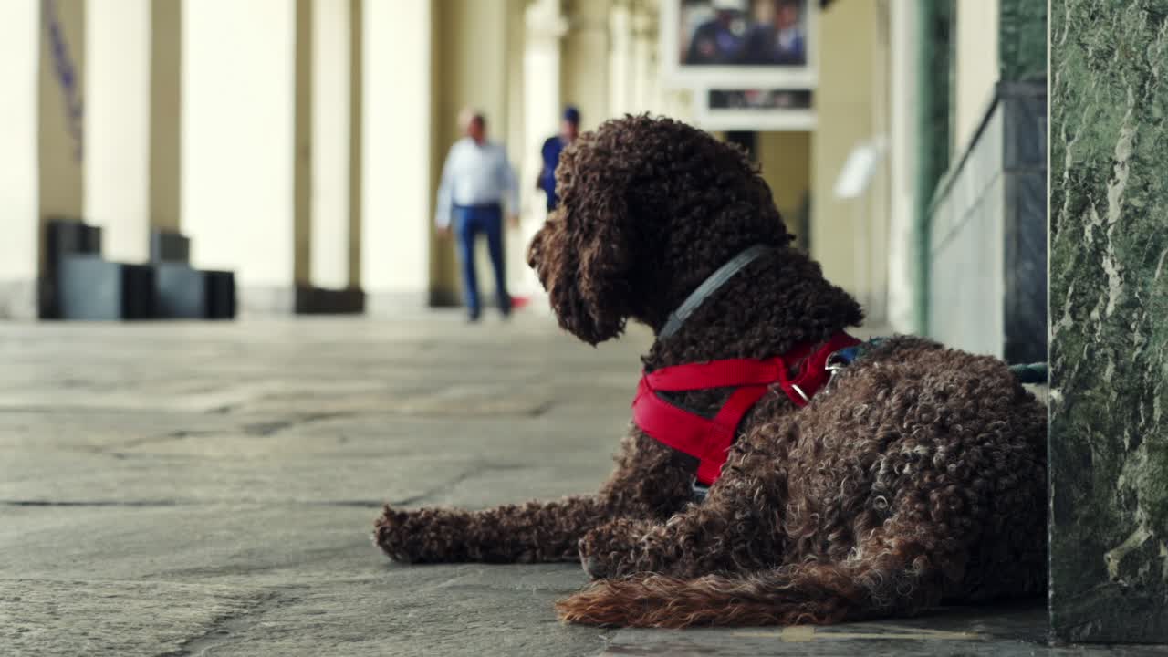 Torino, Italy. A cute dog watches pedestrian as they pass on a small street in Torino Old Town