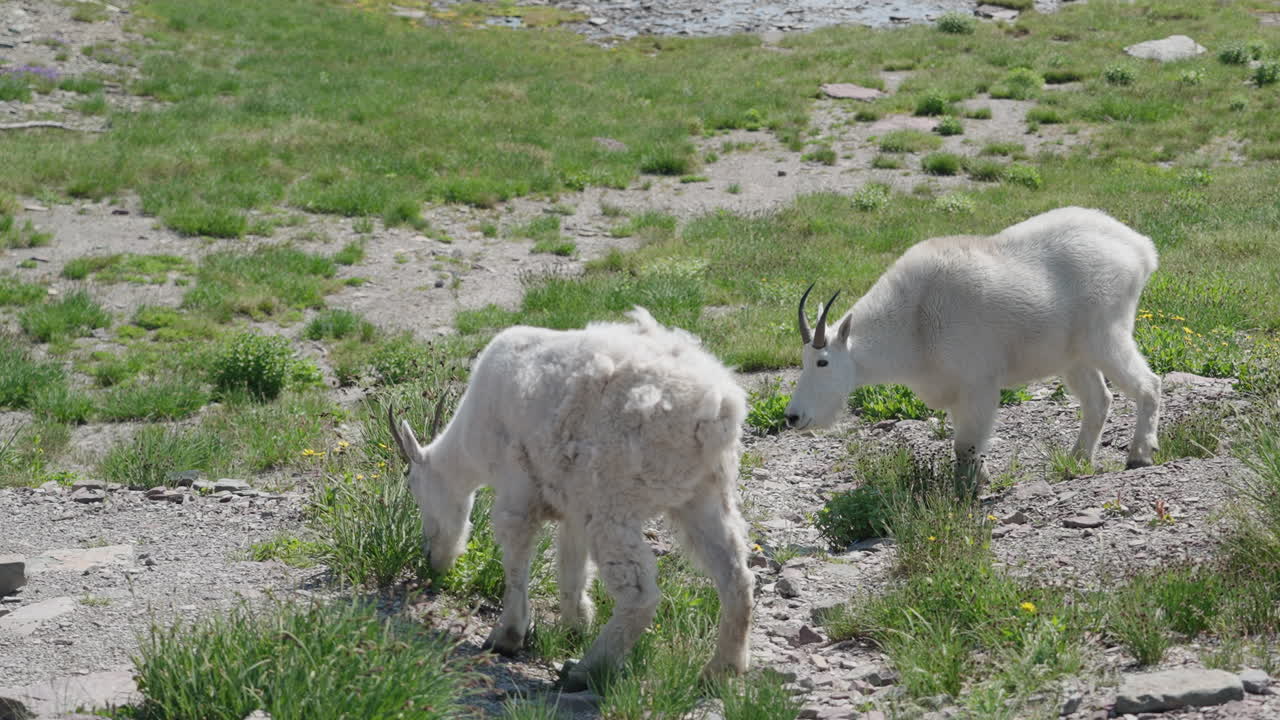 Two white mountain goats grazing in Logan Pass, Montana, USA