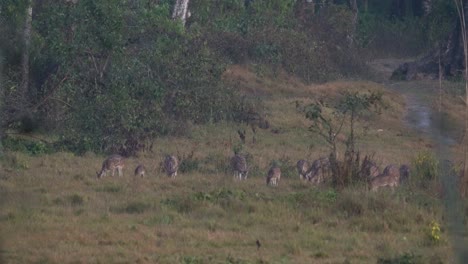 Un-Grupo-De-Ciervos-Manchados-Alerta-Por-Los-Peligros-En-La-Jungla