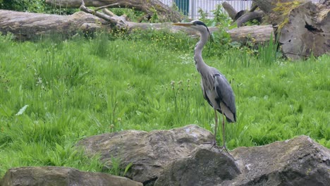 Garza-Gris-Se-Pavonea-Y-Salta-De-Una-Roca-Volando-En-El-Aire,-El-Zoológico-De-Dublín,-Irlanda