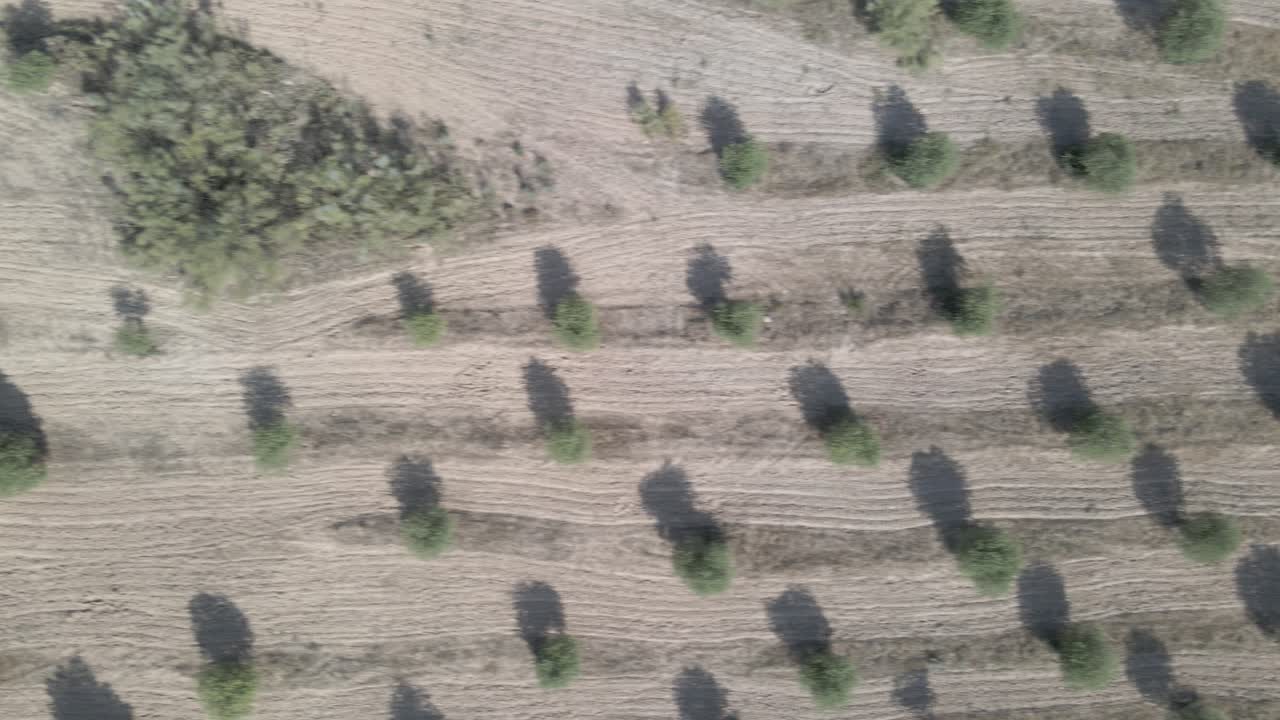 vista aérea desde un olivo