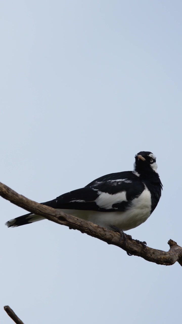 Gazza-averla australiana appollaiata su un ramo spoglio contro un cielo sereno nella penisola di Mornington