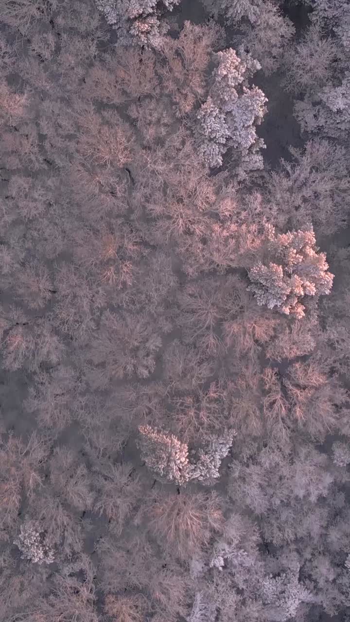 Veduta aerea della foresta innevata