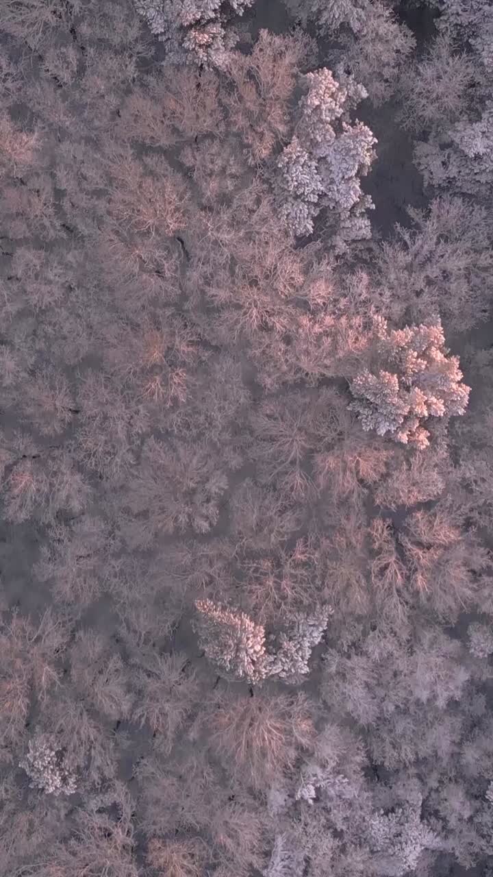 Veduta aerea della foresta innevata