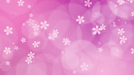 nature background with blossom branch of pink sakura flowers. loop spring animation.