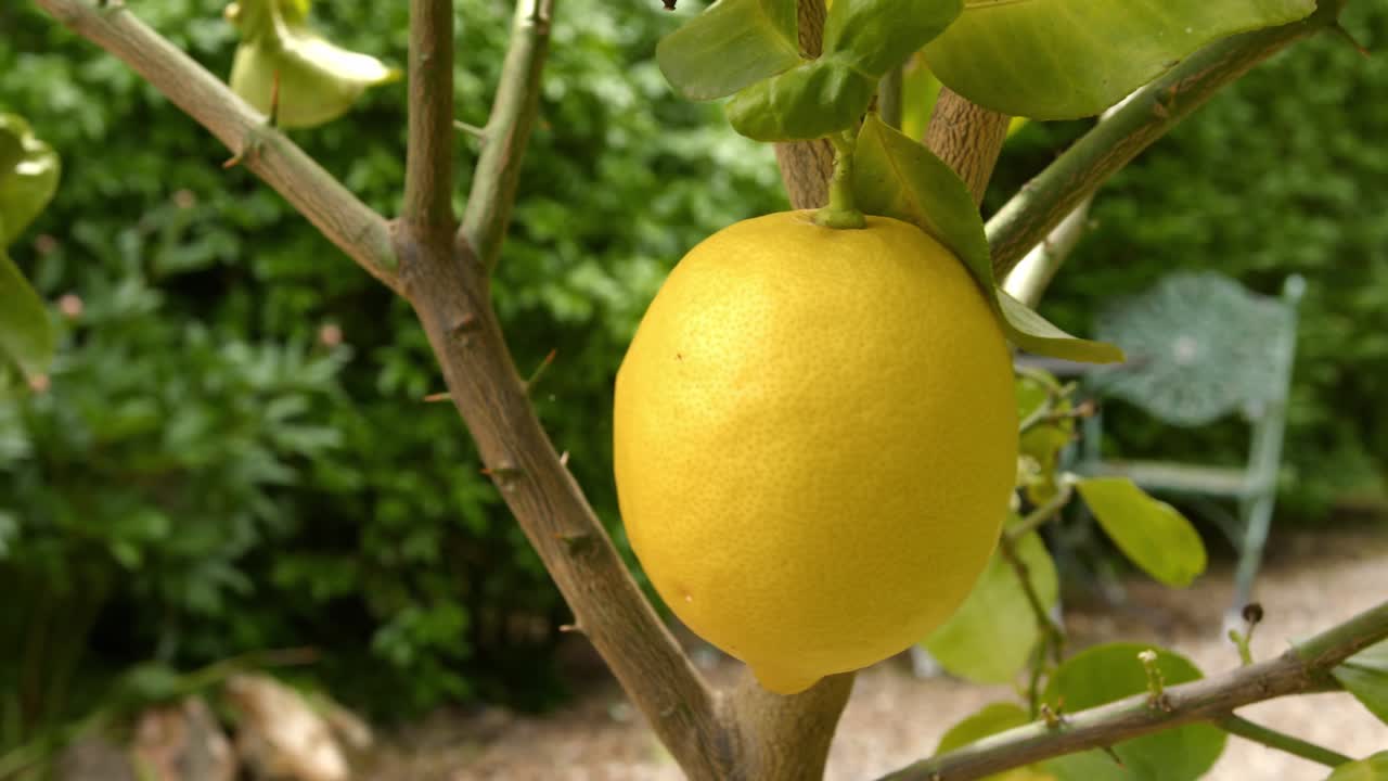 Limone giallo brillante che cresce sull'albero, vista ravvicinata in una giornata ventosa.