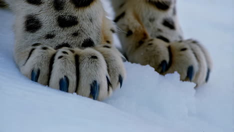 close-up of a snow leopard's paws in the snow