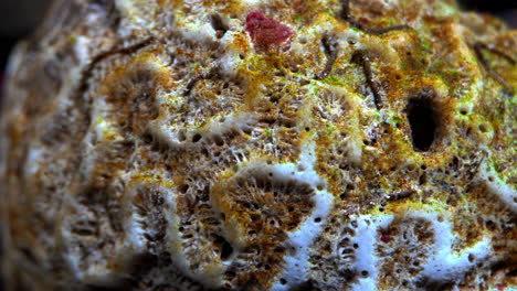 dead stony coral covered in algae and aquatic worms