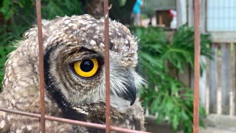 Close-up-of-a-Pearl-spotted-owlet-in-cage