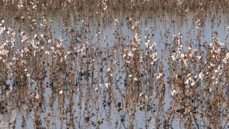 Tote-Baumwollpflanzen-Mit-Weißen-Knospen-In-Hochwasser-In-Sindh,-Pakistan