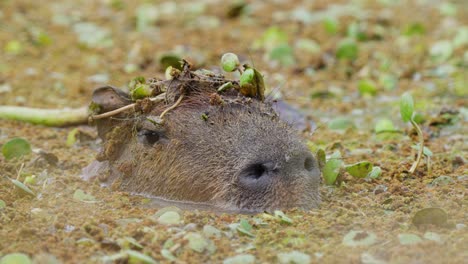 wild capybara half submerged under swampy water, camouflaged and blending in with the surrounding aquatic vegetations, with flies roaming around its face at pantanal brazil, wildlife close up shot