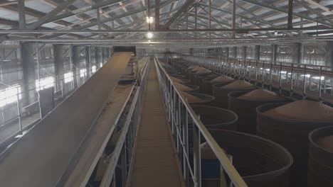 Working-Belt-Conveyor-and-Hoppers-Full-of-Grain