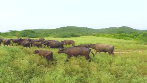 herd of domestic water buffaloes or bubalus bubalis in grasslands of central india