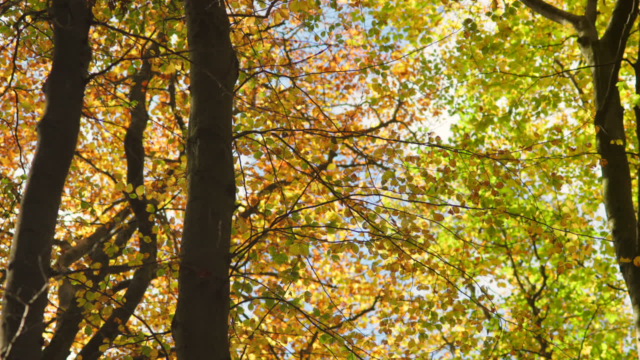 Subtle movement through sunlit autumn foliage and branches