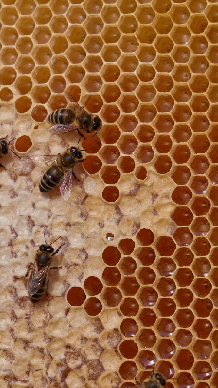 Fresh yellow liquid honey sparkling in the cells of honeycombs. Some bees crawling by the frame sealing the cells. Close up. Vertical video
