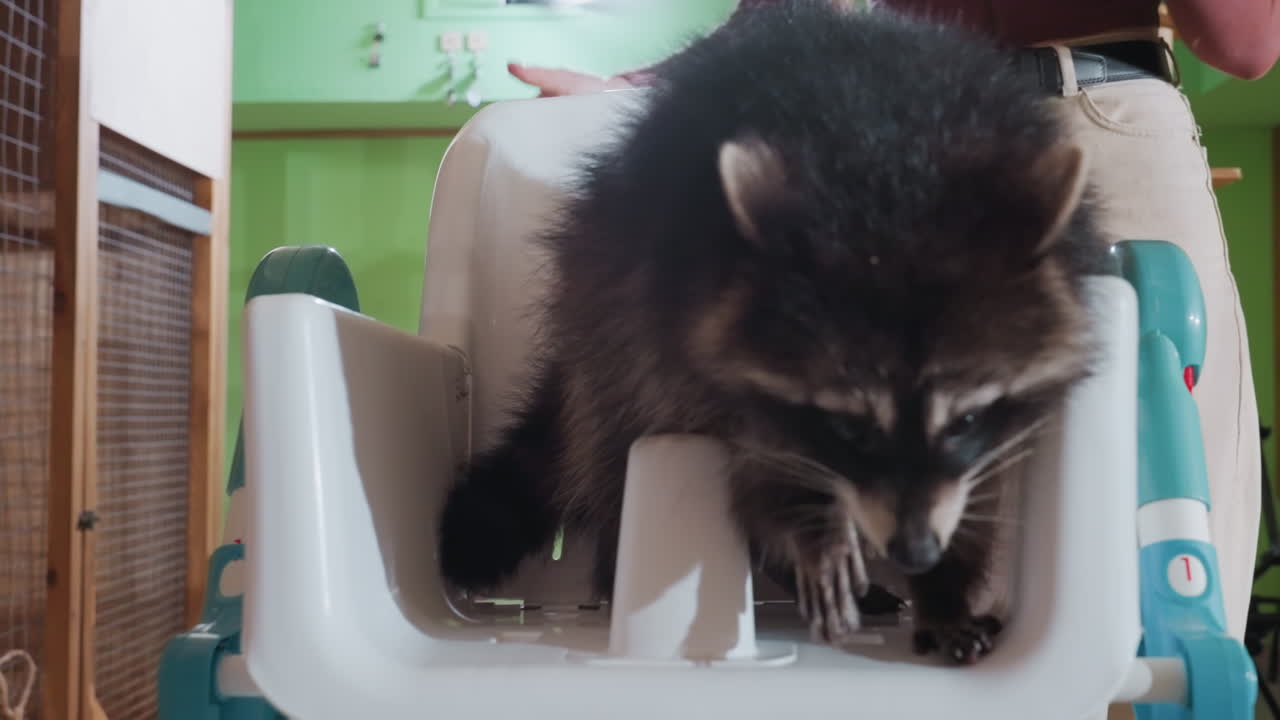 Procione su seggiolone in una sala giochi verde, un assistente bianco guida un animale curioso mentre esplora il seggiolino per bambini in un ambiente da bar per animali domestici al chiuso con pali da arrampicata in legno, luce naturale, primo piano sulla pelliccia e sulle zampe
