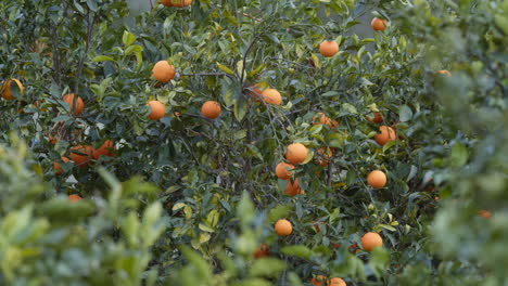 Orangen-Auf-Einem-Ast-In-Valencia